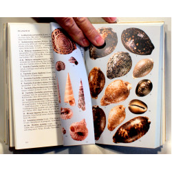 Snackor och musslor i varldshaven