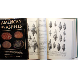 American Seashells