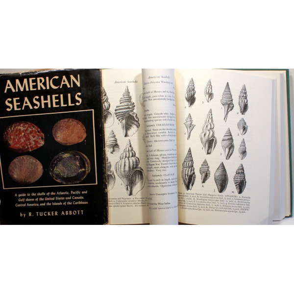 American Seashells