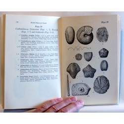 British Palaeozoic fossils