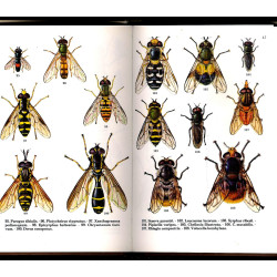 Myg og fluer i farver. Forekomst og levevis