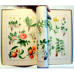 Rom's Plantealbum. 485 farvetrykte afbildninger på 42 tavler