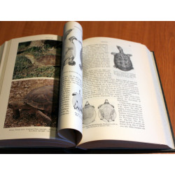 Dyrenes verden. Padder og krybdyr