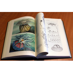 Dyrenes verden. Lavere dyr