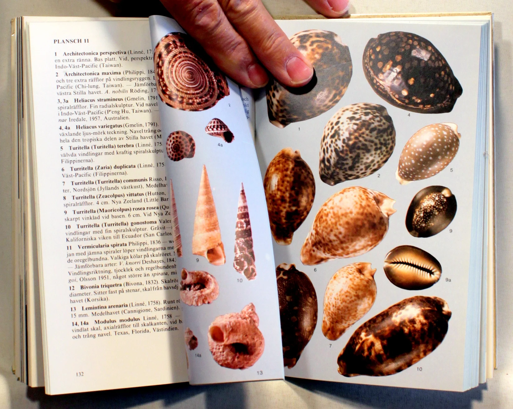 Snäckor och musslor i världshaven