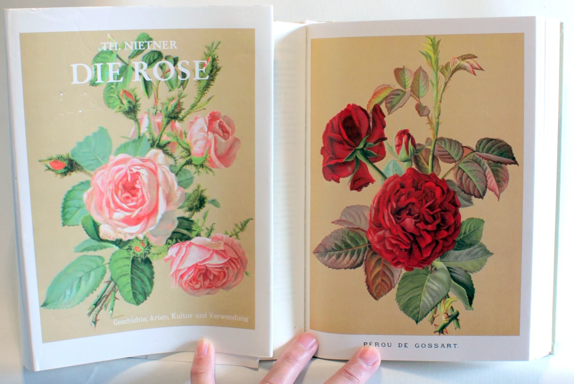 Die Rose. Geschichte, Arten, Kultur und Verwendung