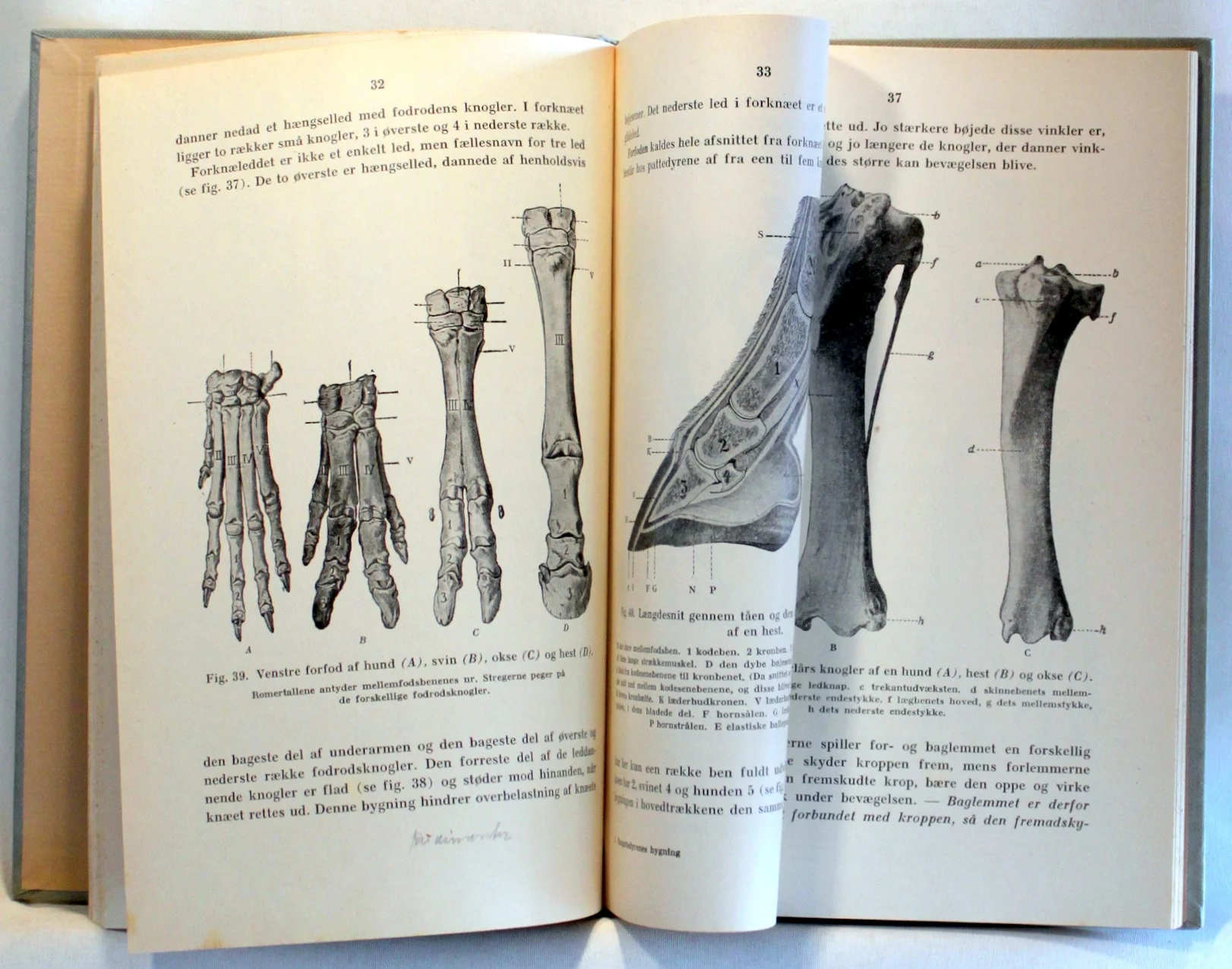 Huspattedyrenes bygning og livsvirksomhed. Kortfattet lærebog for landbrugsskoler