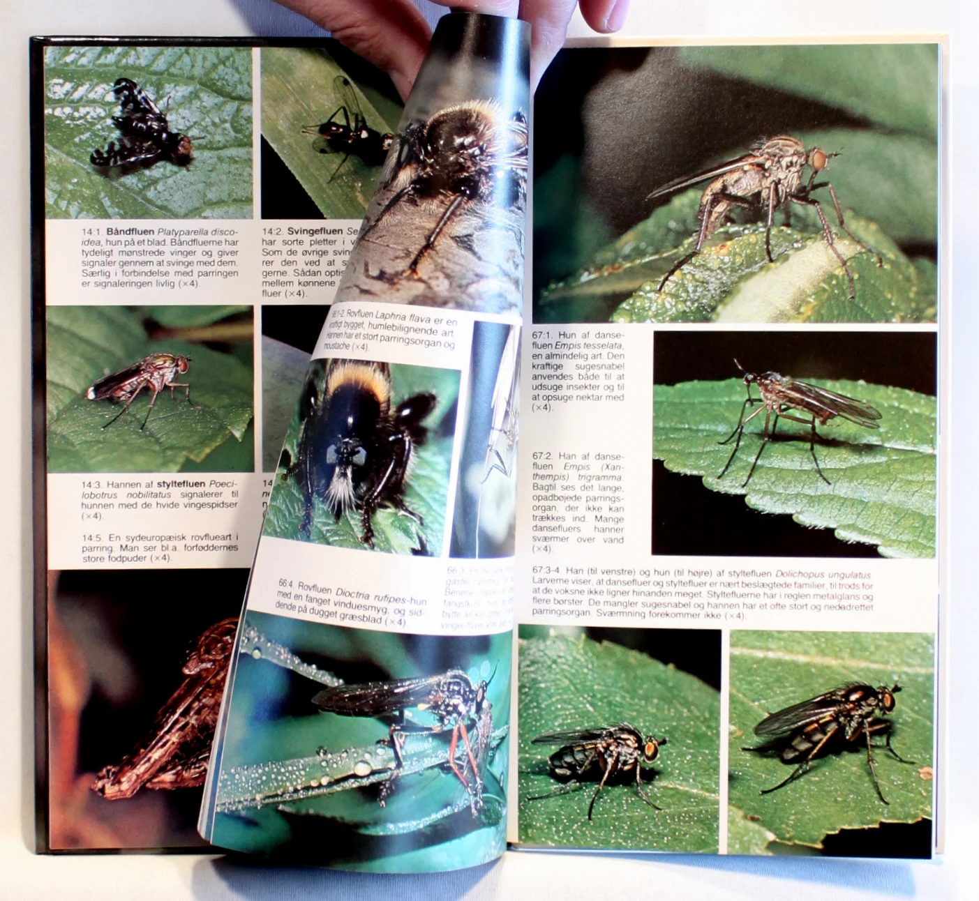 Fluer og myg. Naturguide i farver om fluers og mygs udseende, udvikling, levevis og adfærd