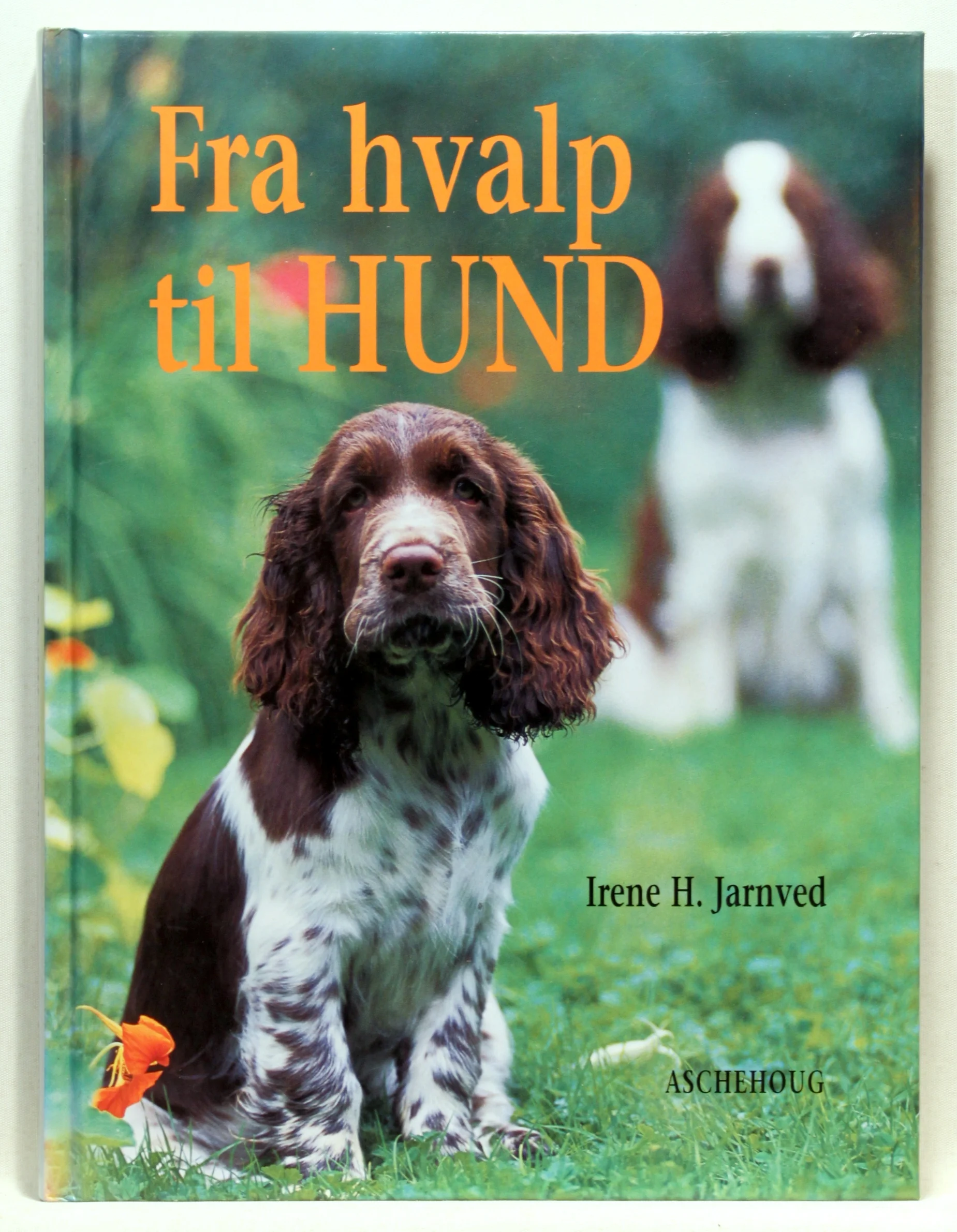Fra hvalp til hund