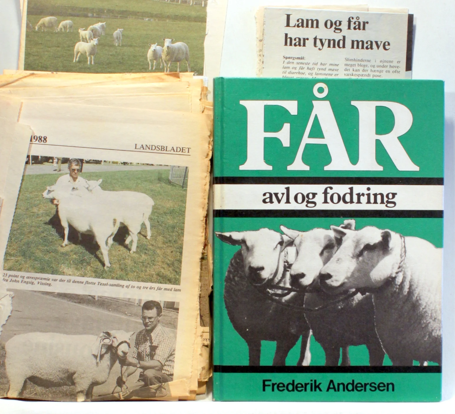 Får. Avl og fodring