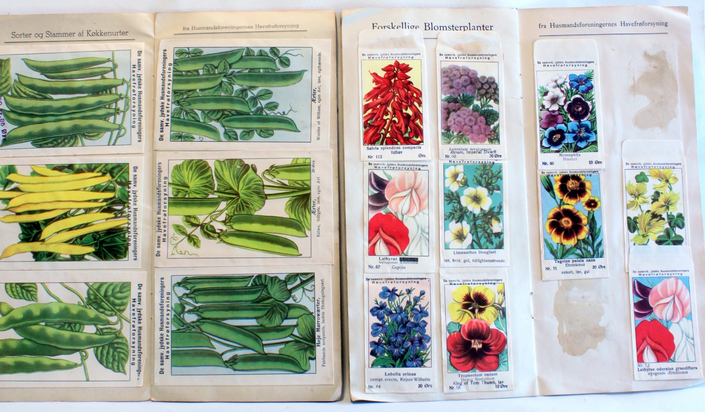 Bogomslag: Blomster-album. Album over sorter og stammer af køkkenurter m.m. af De samvirkende jydske husmandsforeningers havefrøforsyning. Bakkebo – Aggersund