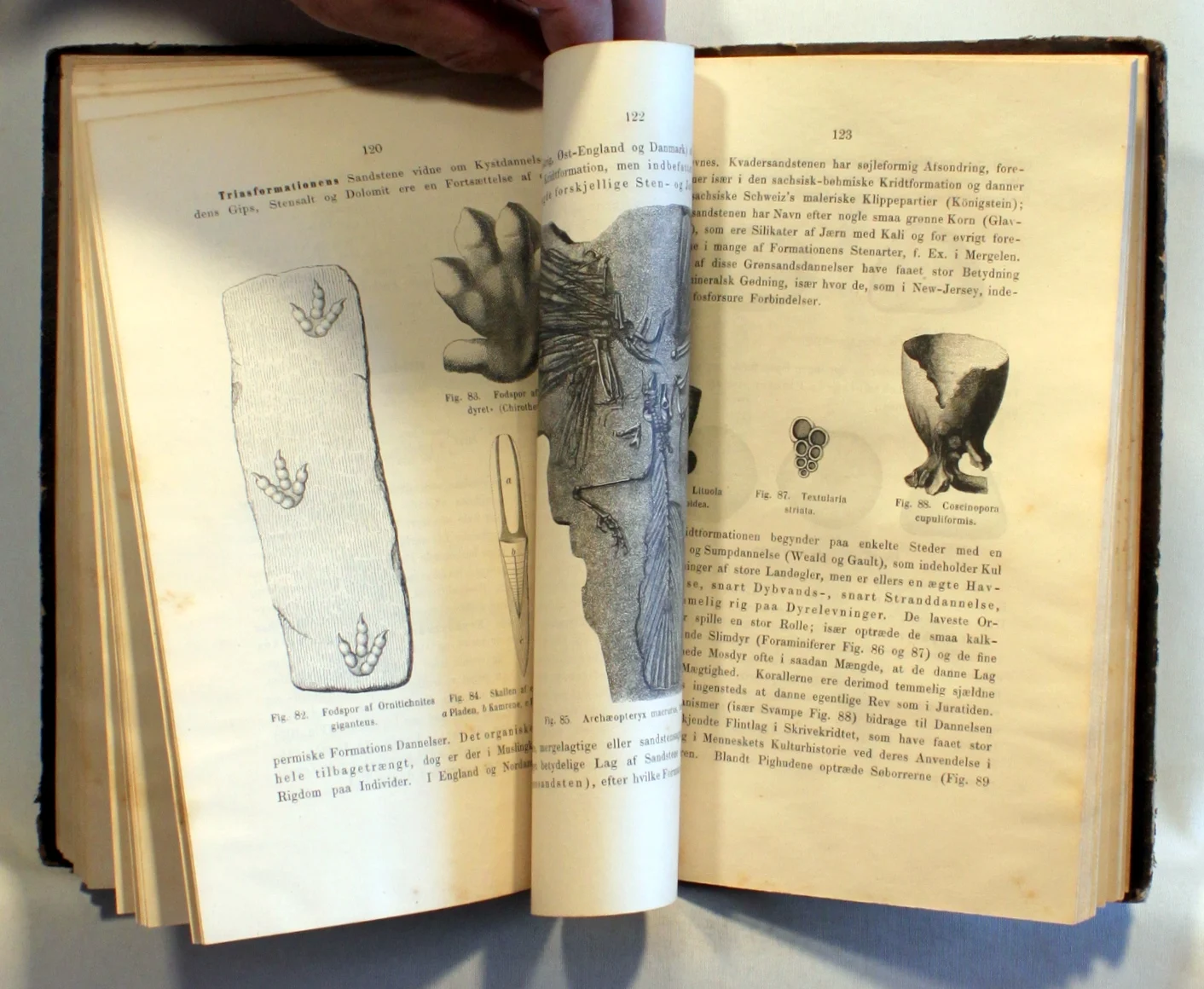 Geologiens Hovedsætninger fremstillede med særligt Hensyn til de hjemlige Forhold