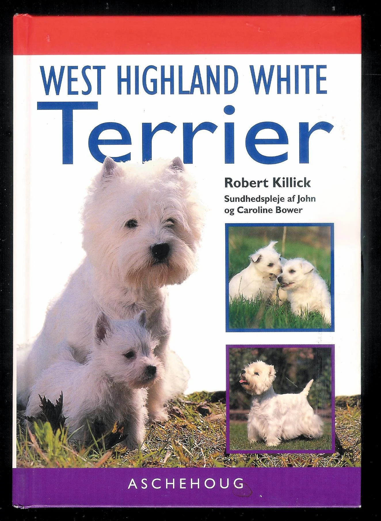 West Highland White Terrier