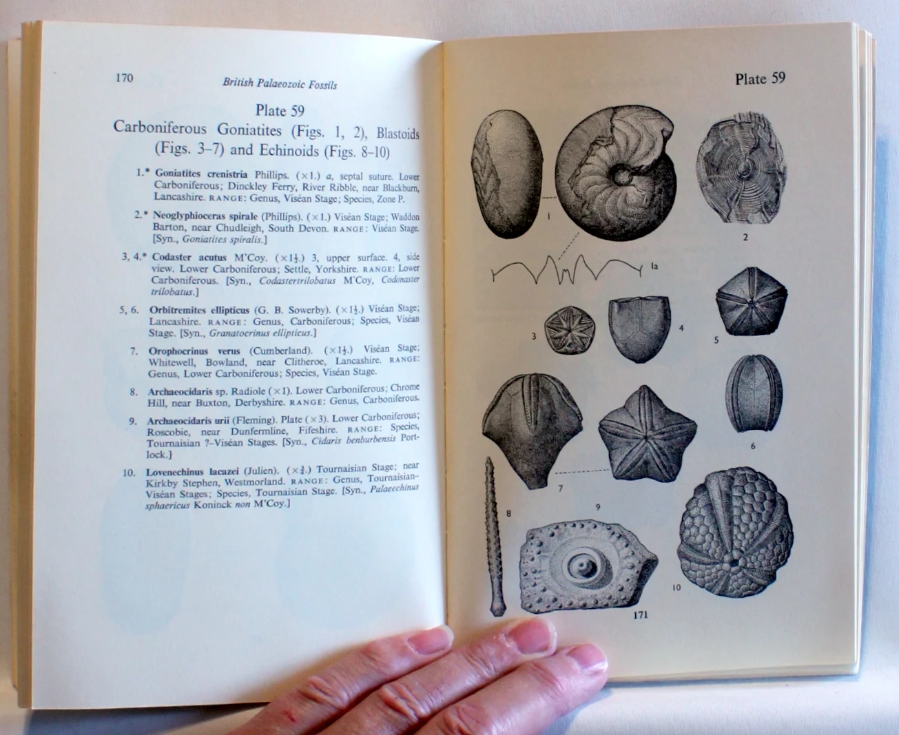 British Palaeozoic fossils