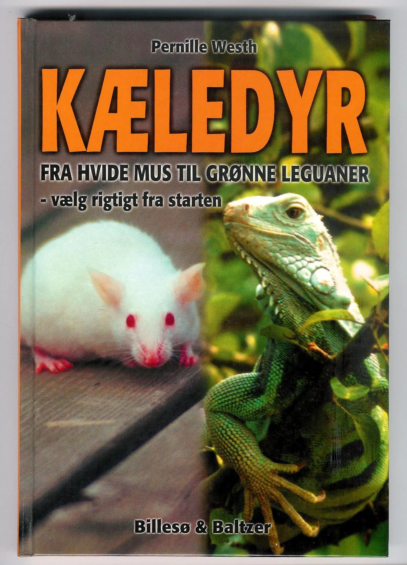 Kæledyr Fra hvide mus til grønne leguaner – vælg rigtigt fra start