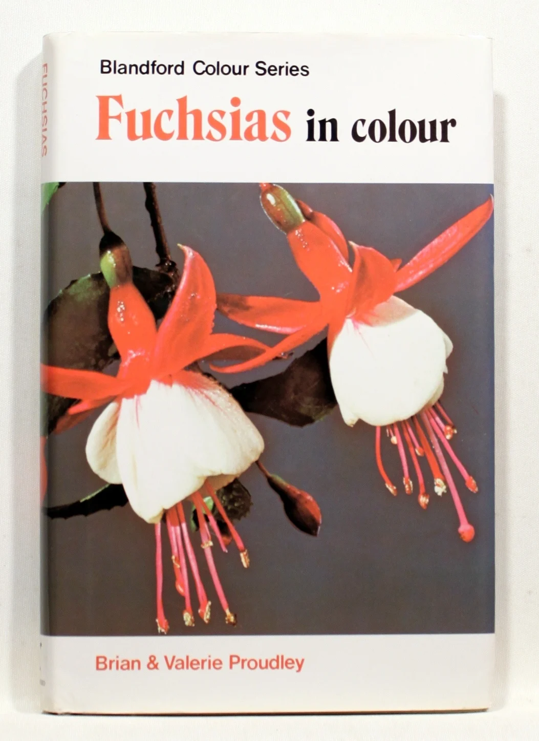 Fuchsias in Colour