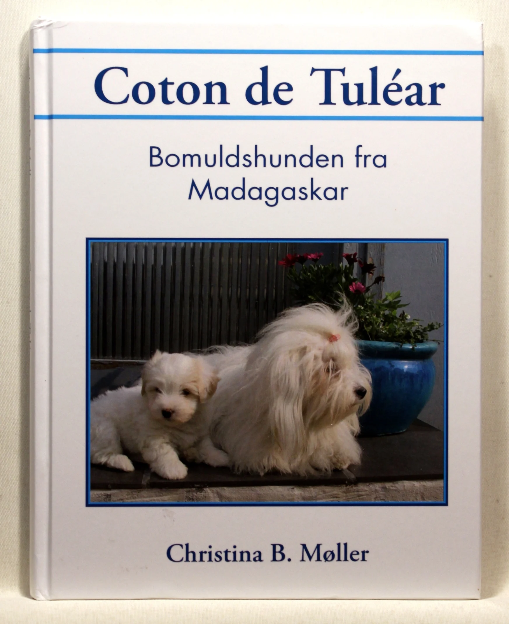 Coton de Tuléar. Bomuldshunden fra Madagaskar