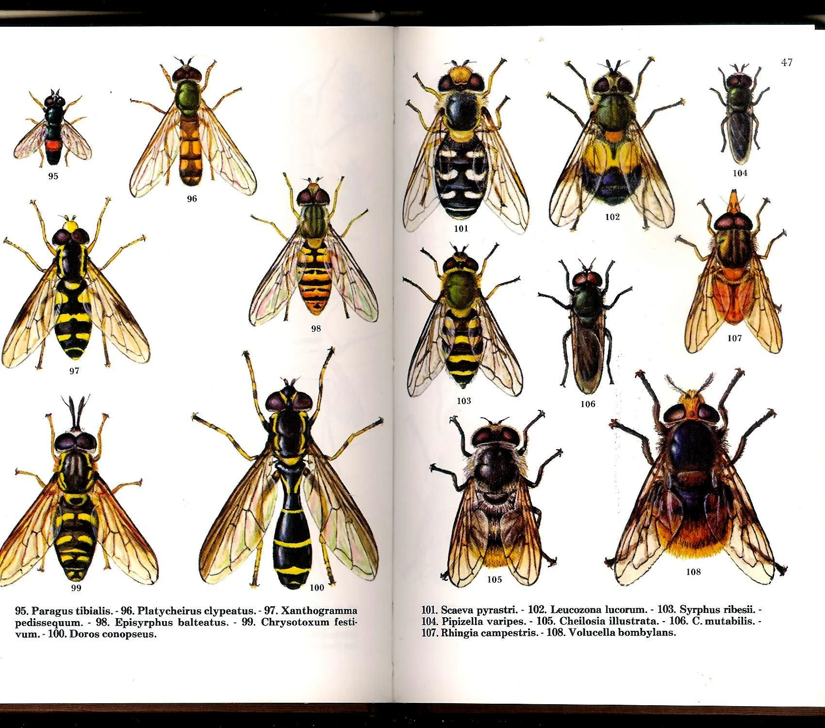 Myg og fluer i farver. Forekomst og levevis