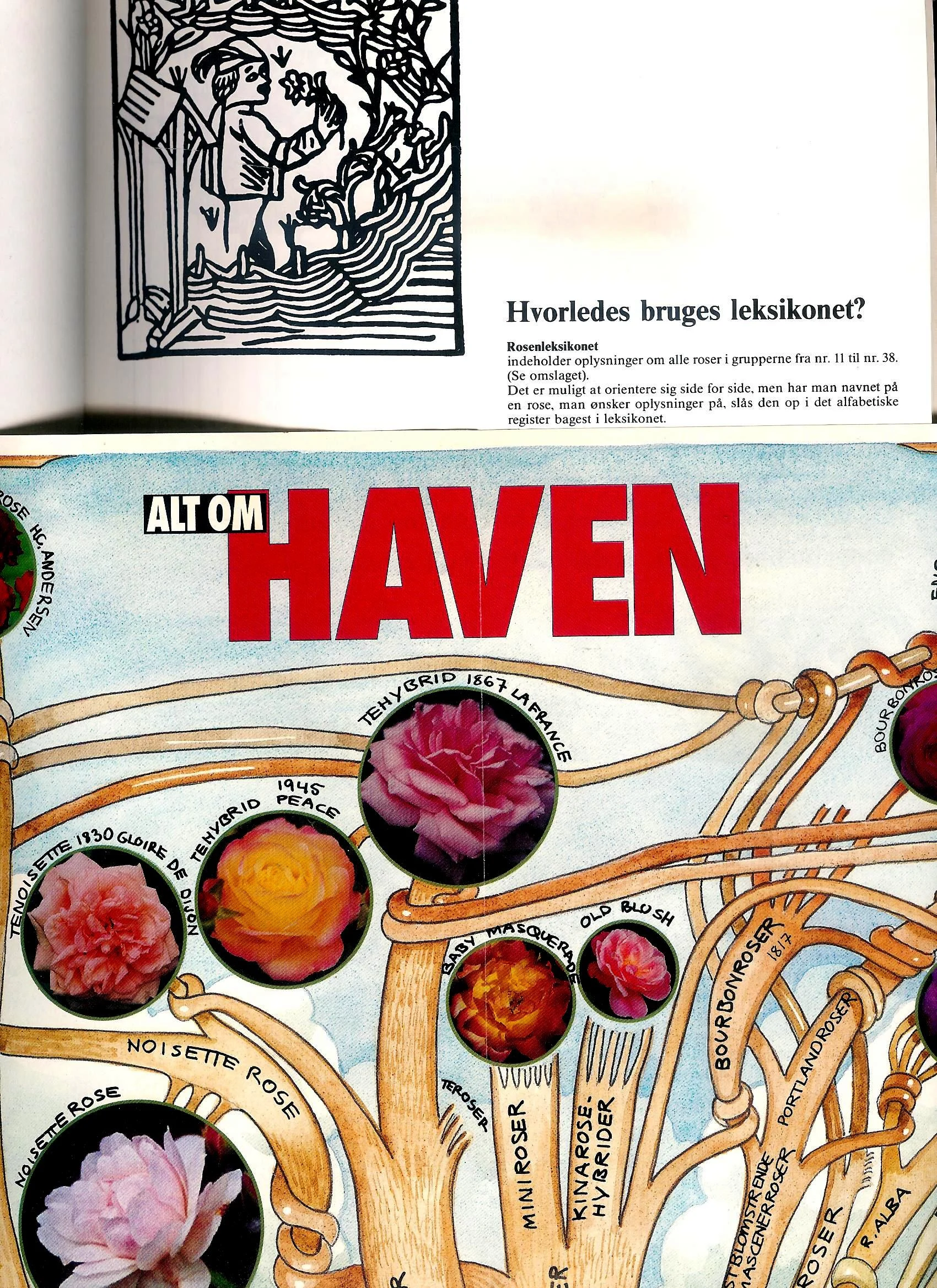 Historiske Roser fra Løve