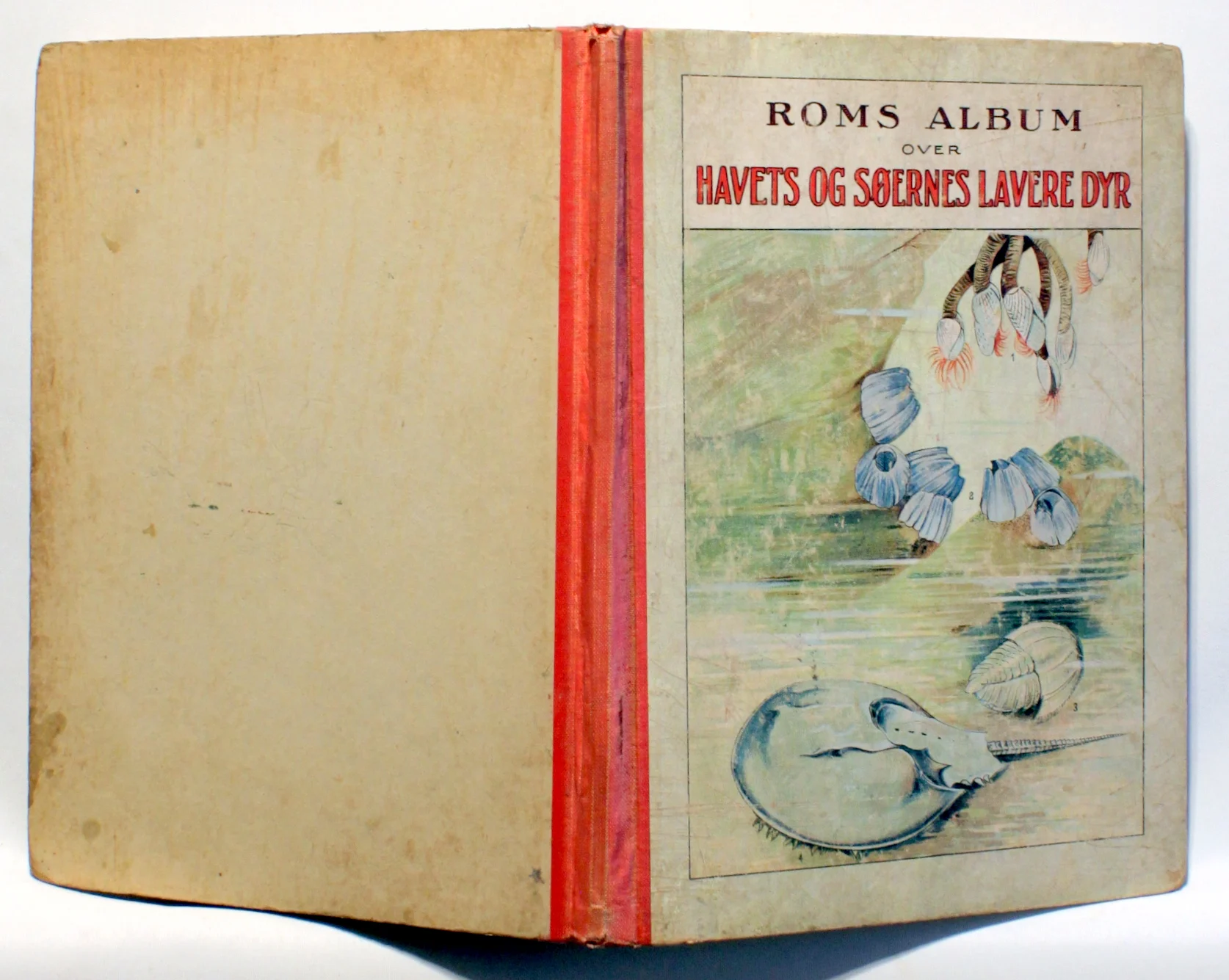 Rom’s Album over Havets og Søernes lavere Dyr