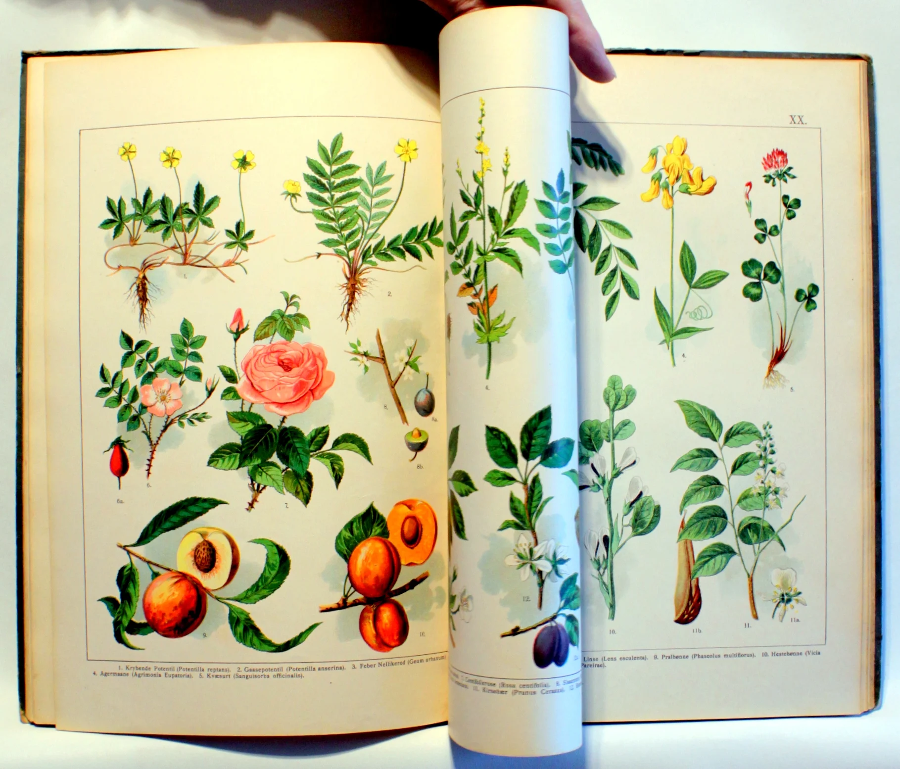 Rom’s Plantealbum. 485 farvetrykte afbildninger på 42 tavler