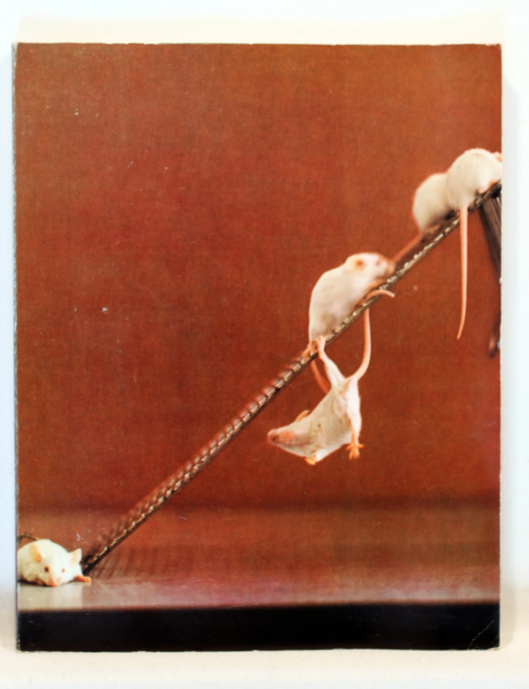 Valium Roche og de reumatiske lidelser