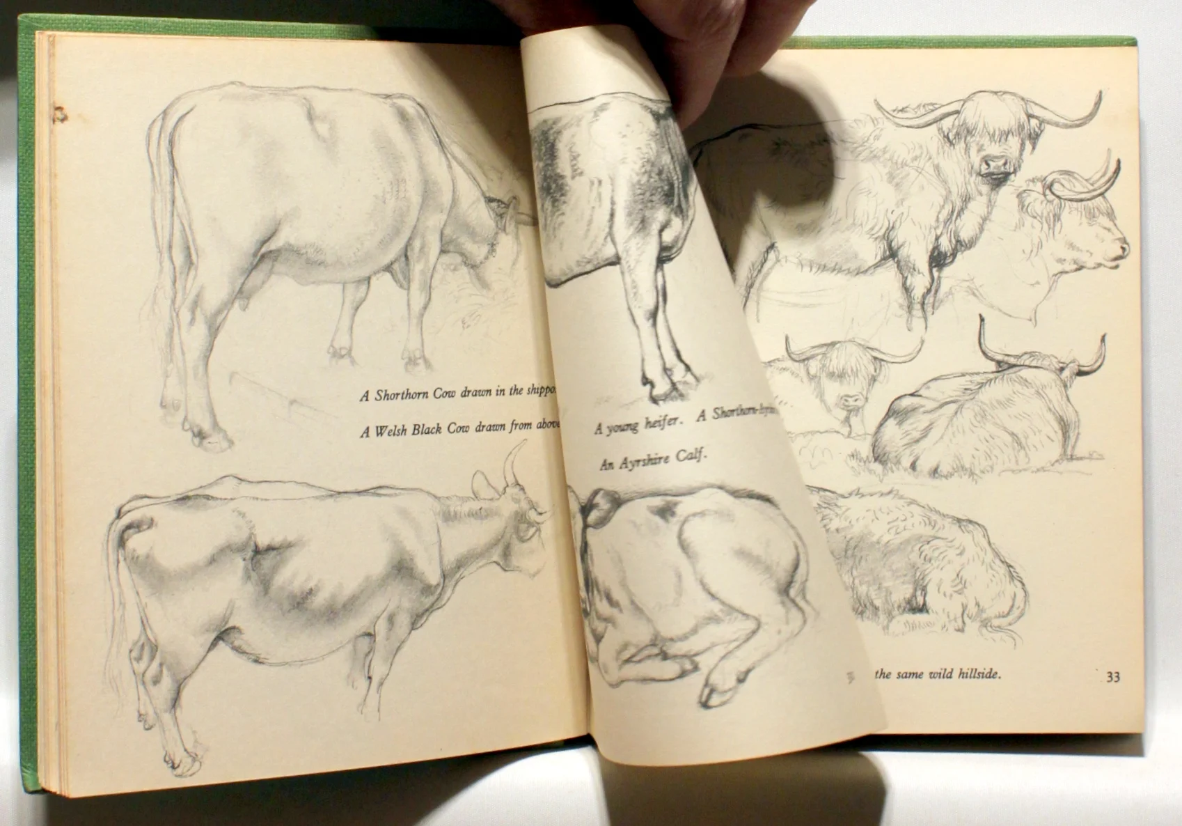 How to draw farm animals