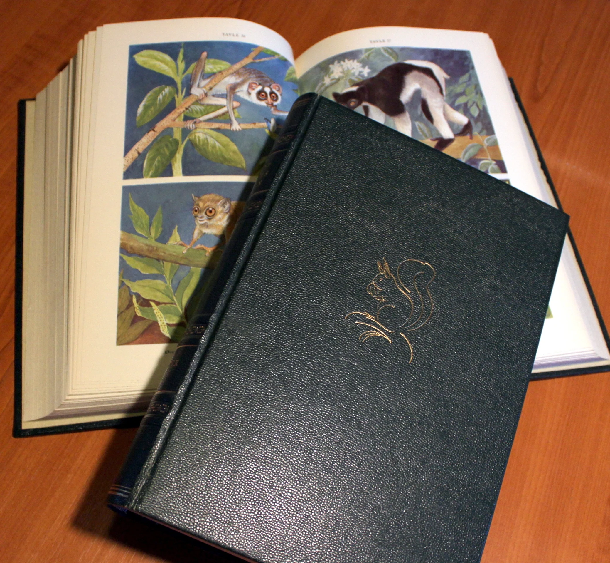 Dyrenes Verden. Pattedyr. 2 Bind