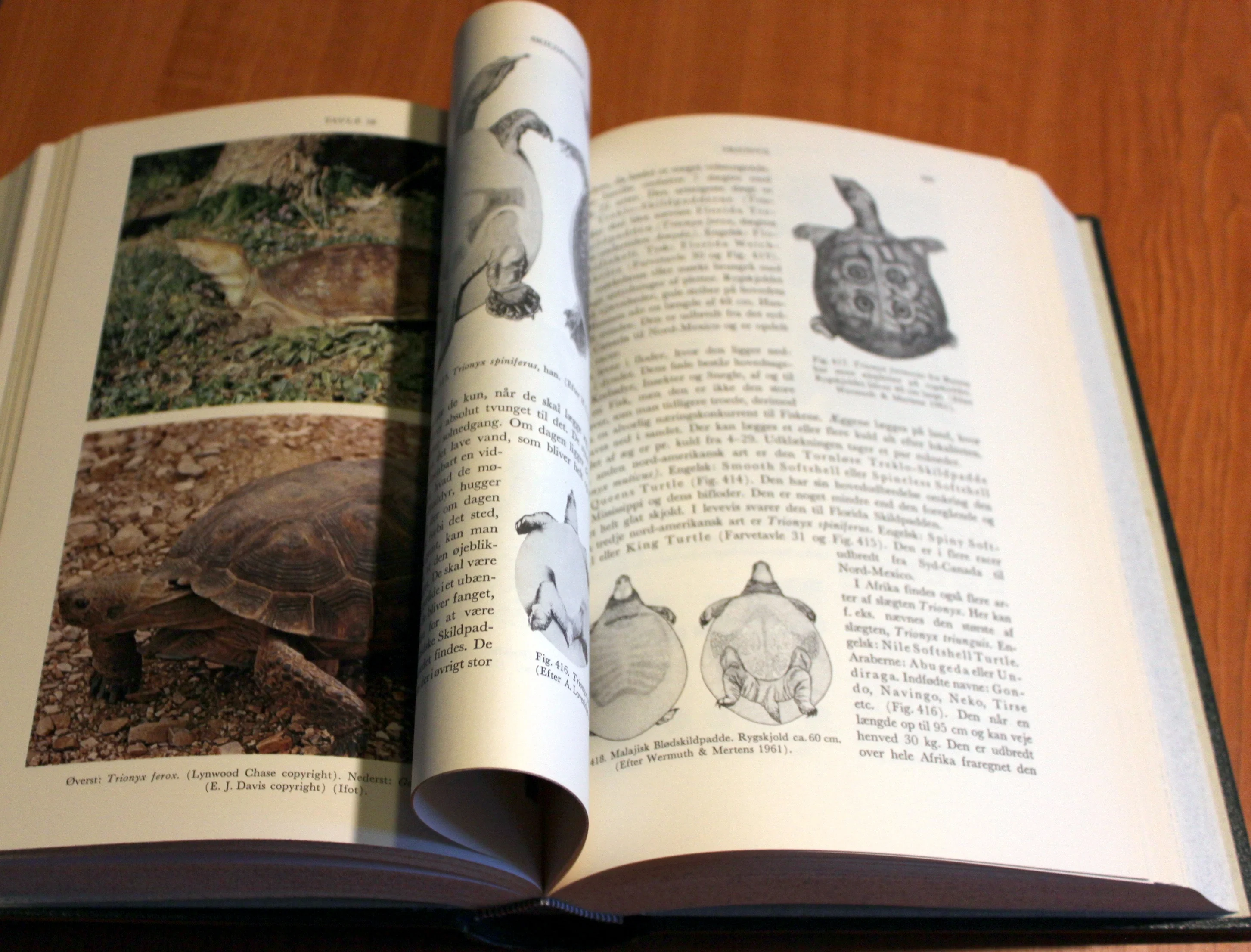 Dyrenes verden. Padder og krybdyr