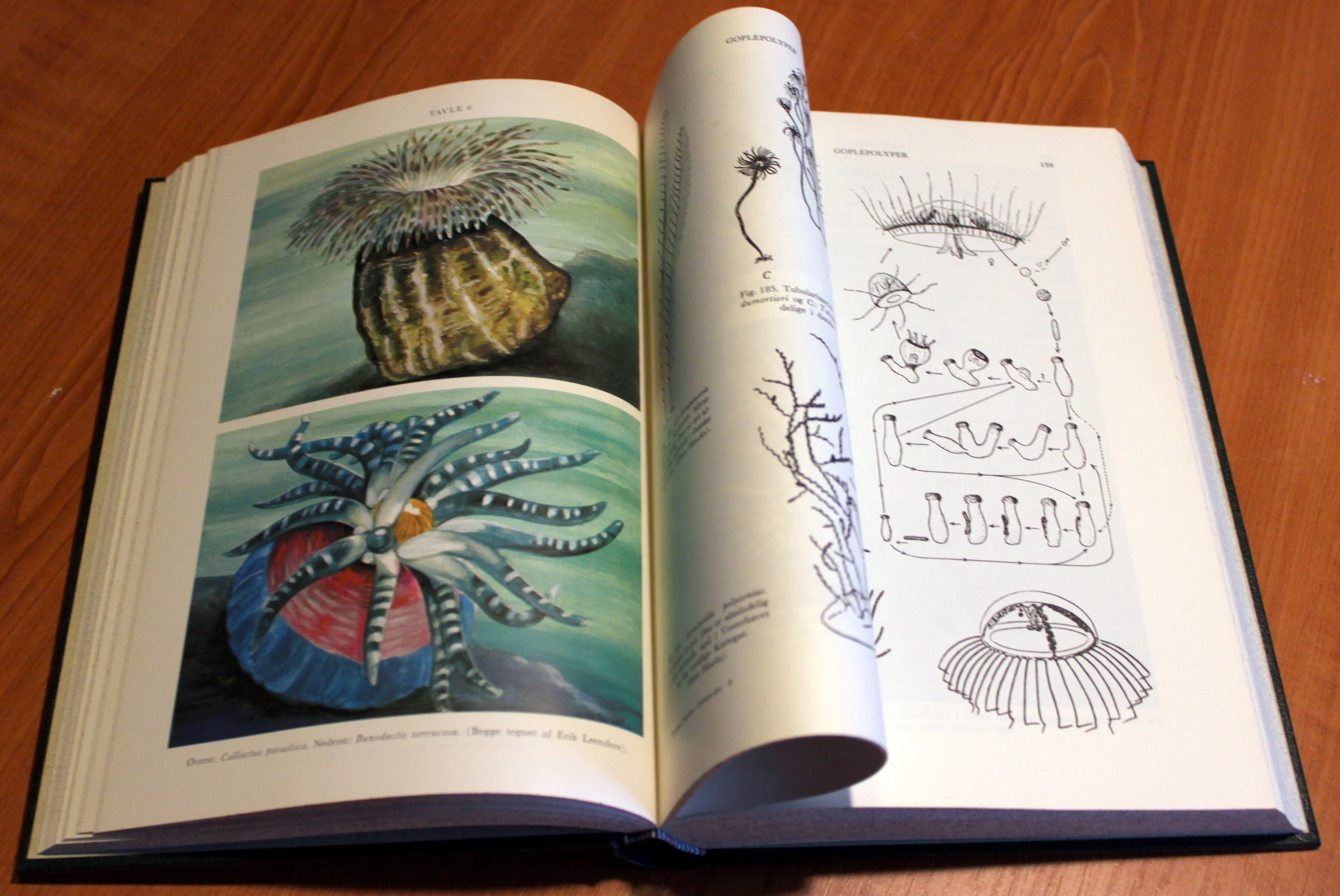 Dyrenes verden. Lavere dyr