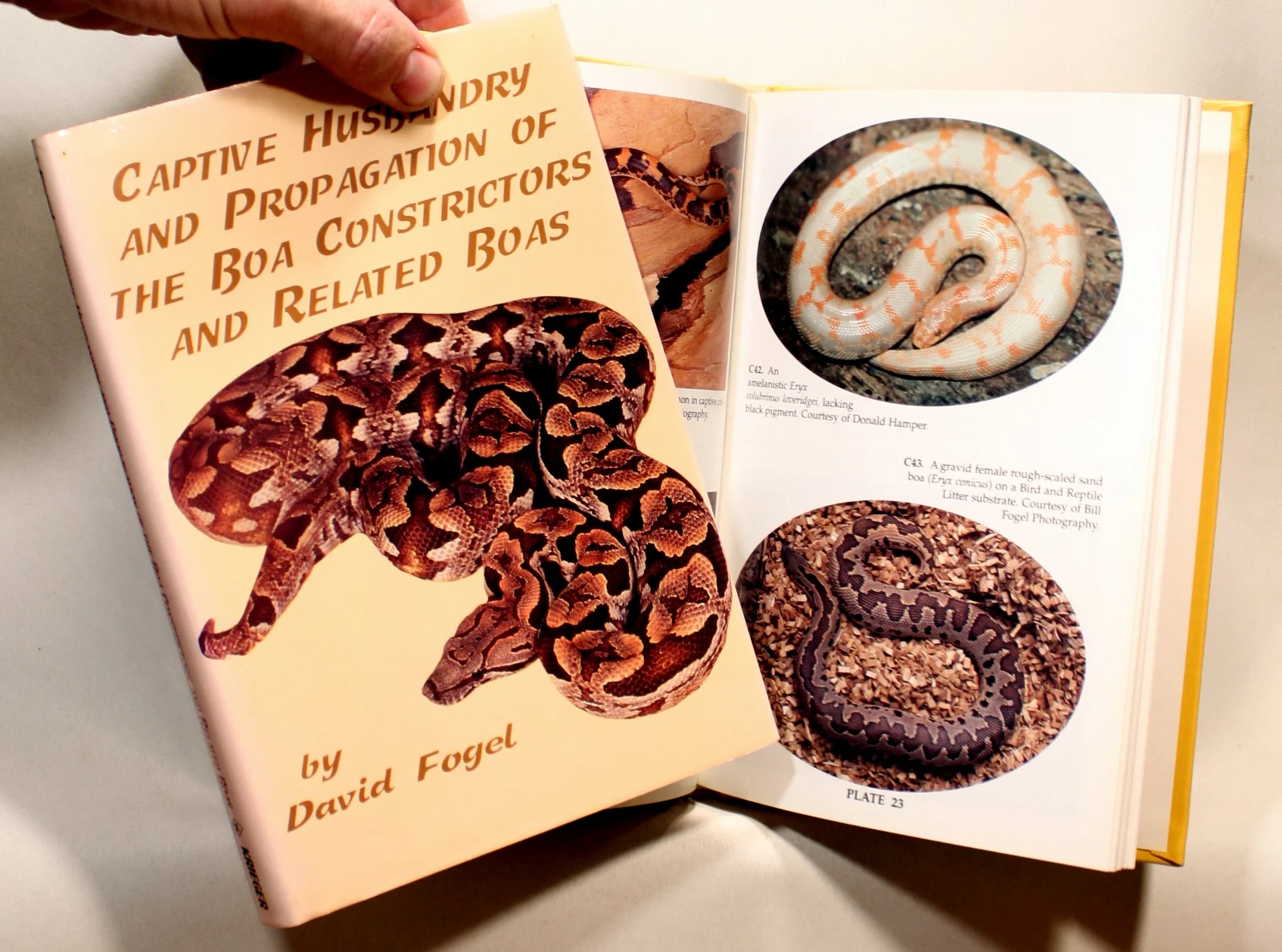 Captive Husbandry and Propagation of the Boa Constrictors and Related Boas